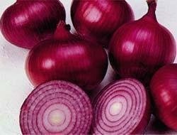 Allium, Garden Onion, Edible Onion, Red Onion Red Creole