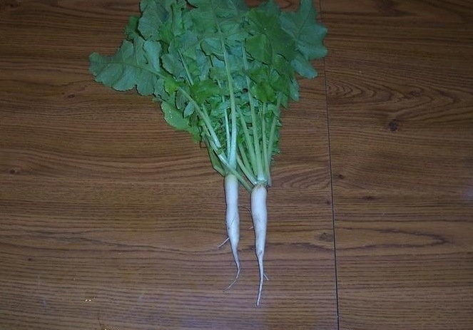Radish White Icicle