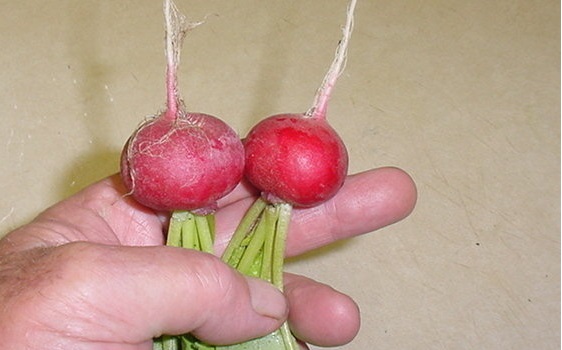 Radish Champion