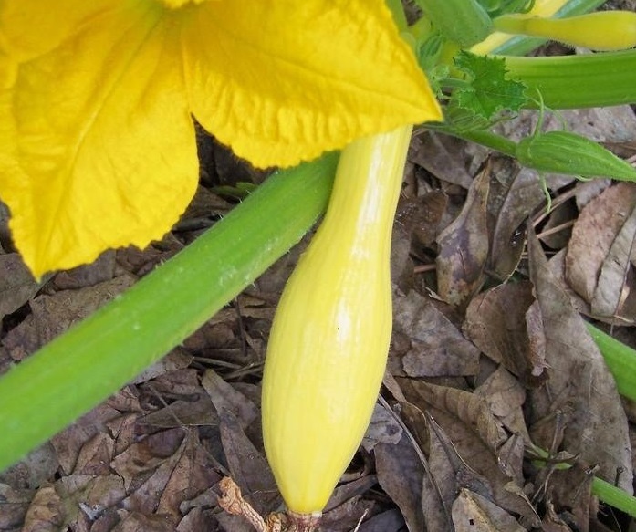 Straightneck Squash, Summer Squash Multipik