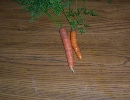 Carrot Royal Chantenay