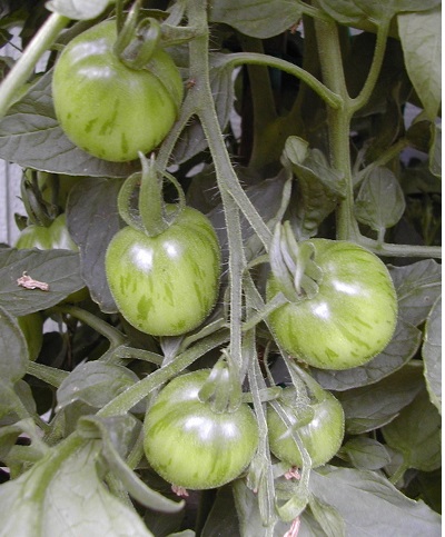 Tomato Tiger Tom