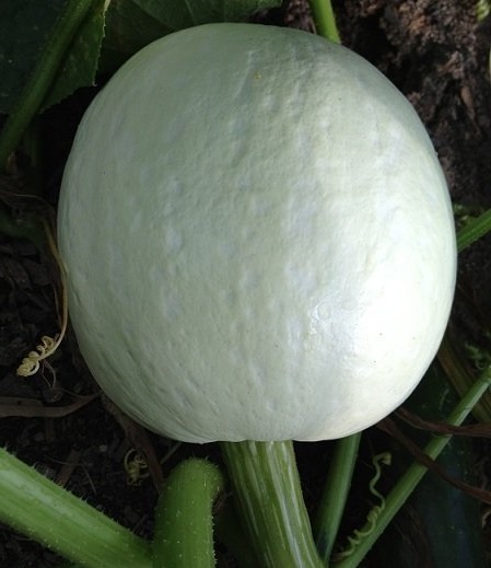 Pumpkin, Winter Squash Casper