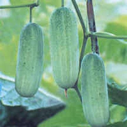 Cucumber Eclipse