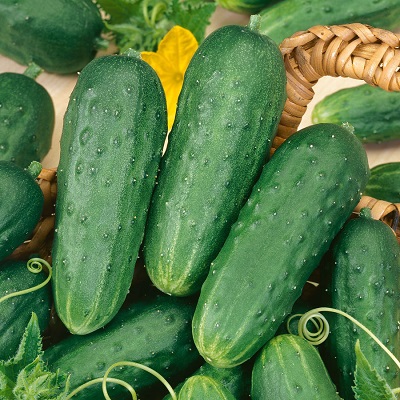 Cucumber Homemade Pickles