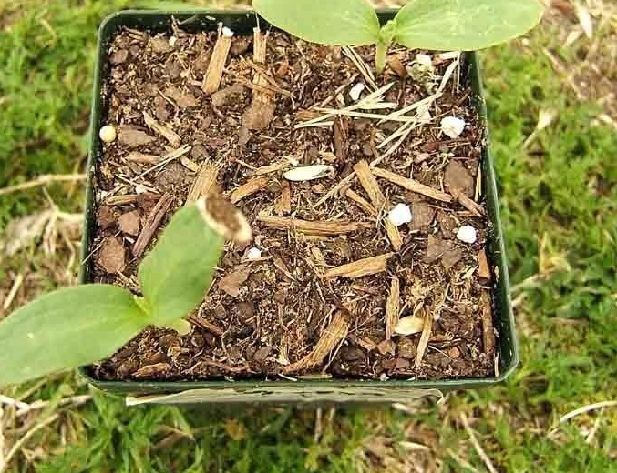 Cucumber Armenian Long Green