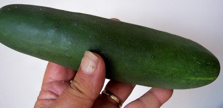 Cucumber Thunderbird