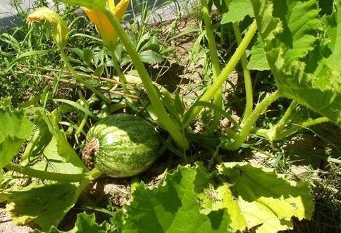 Pumpkin, Winter Squash Kakai