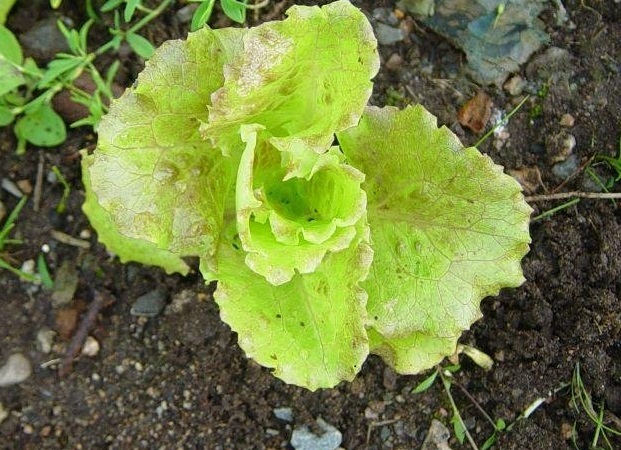 Lettuce, Batavia Lettuce Sierra