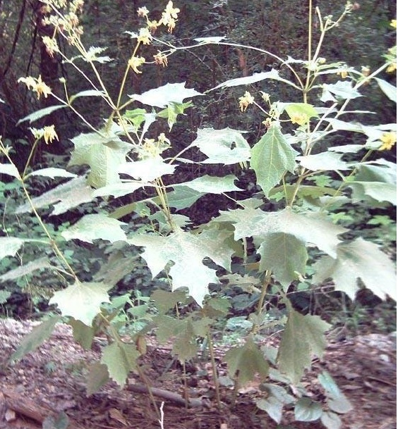 Yellow Leaf Cup, Bears Foot