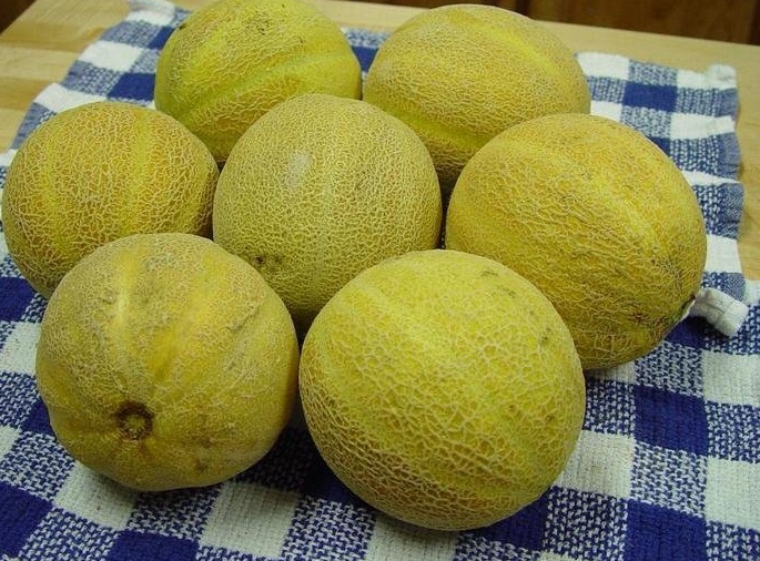 Cantaloupe Sweet & Early