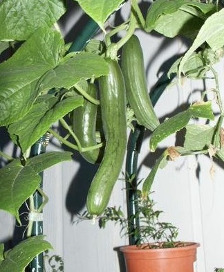 Cucumber Chelsea Prize