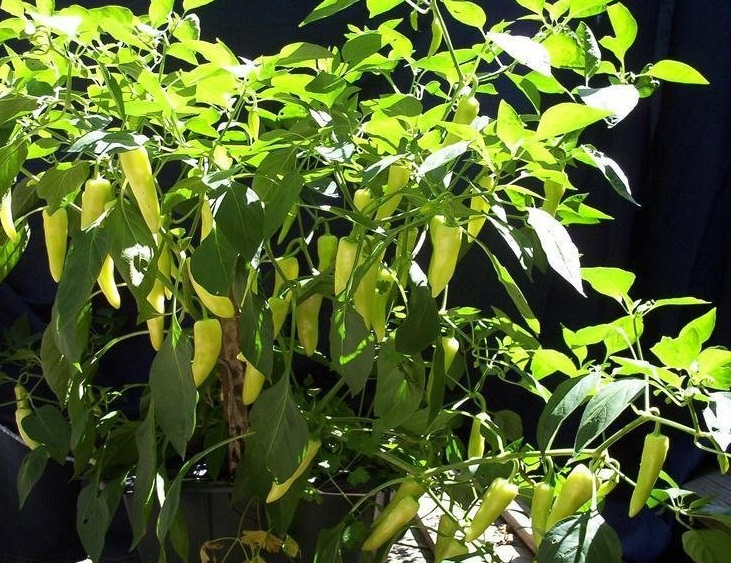 Chilean Pepper, Chinese Pepper Goat Horn