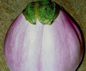Eggplant Rotonda Bianca Sfumata di Rosa