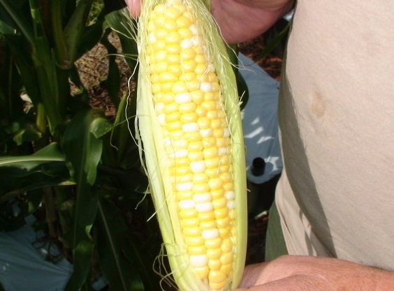 Sweet Corn Amaize