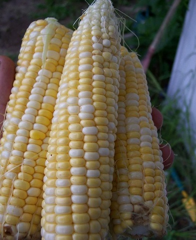 Sweet Corn Candy Corner