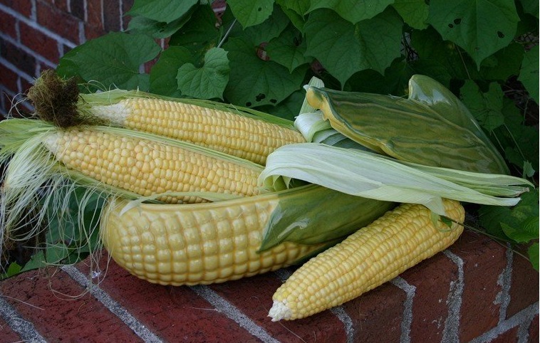 Sweet corn Honey Select