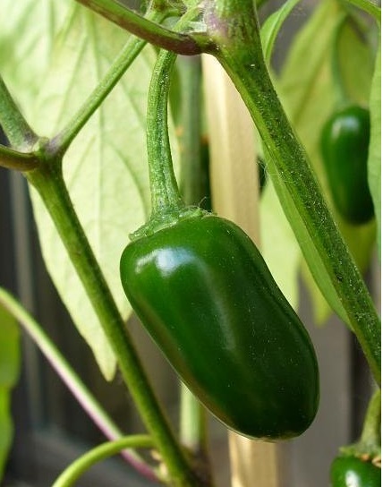 Hot Pepper, Jalapeno Pepper Early Jalapeno