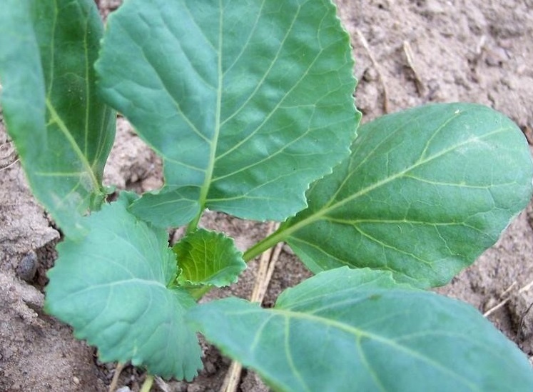 Collard Top Bunch Hybrid