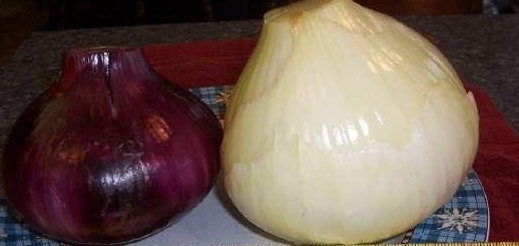 Allium, Garden Onion, Edible Onion Ailsa Craig Exhibition