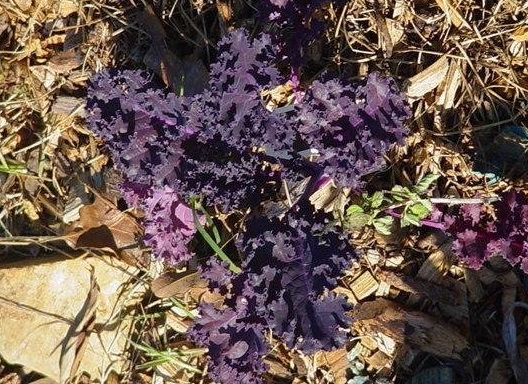 Brassica, Cole, Collard, Kale Redbor