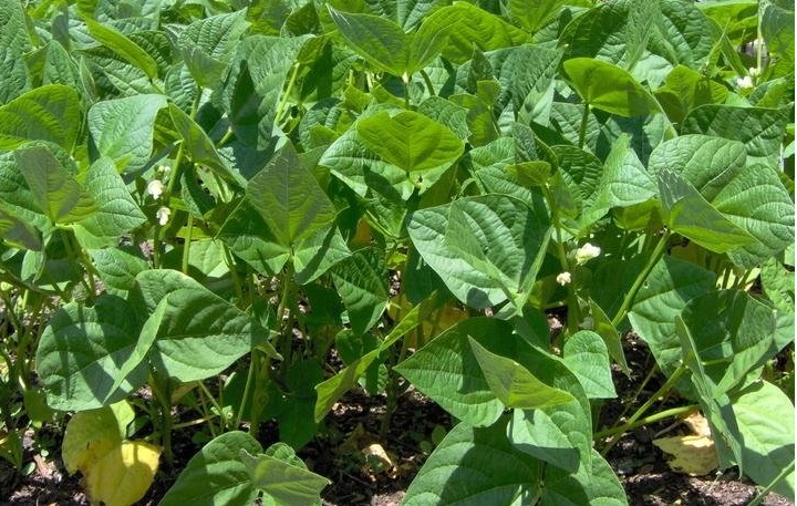 Snap Bean (String, Green or French Bean) Festina