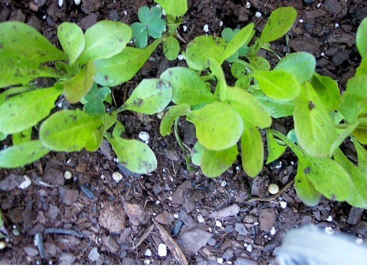 Lettuce, Romaine Lettuce Cimmaron
