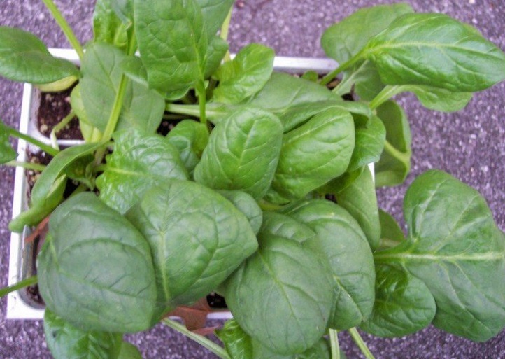 Spinach Correnta