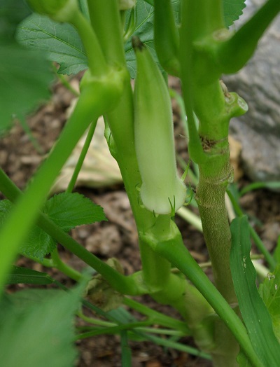 Okra Silver Queen