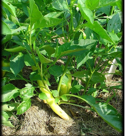 Capsicum, Sweet Banana Pepper Bananarama