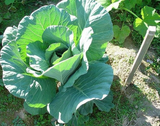 Cabbage Bonnie Hybrid