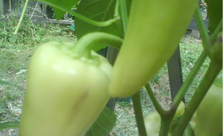Sweet Pepper Antohi Romanian