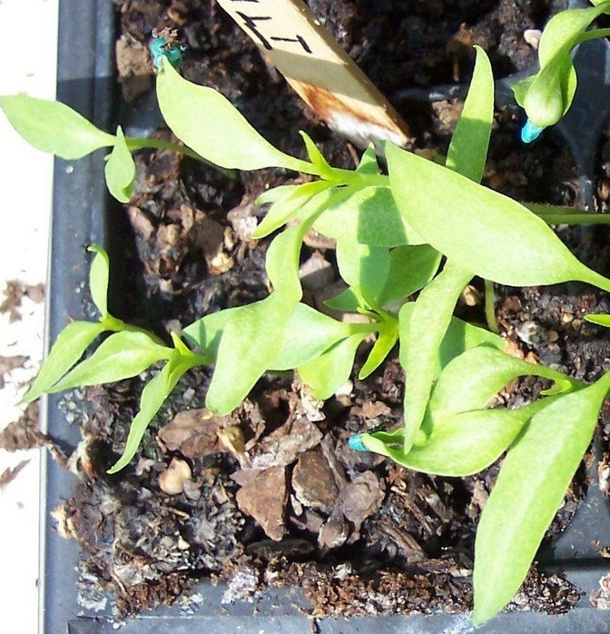 Sweet Pepper Italia