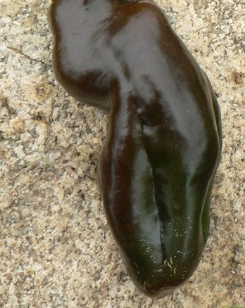 Bell Pepper Sweet Chocolate