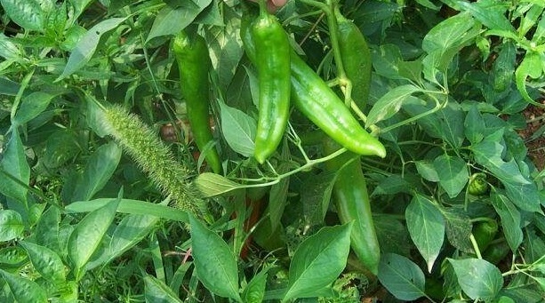 Hot Pepper Big Chile