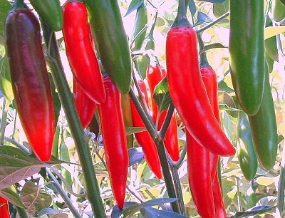 Hot Pepper Serrano del Sol