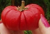 Ornamental Pepper Pumpkin