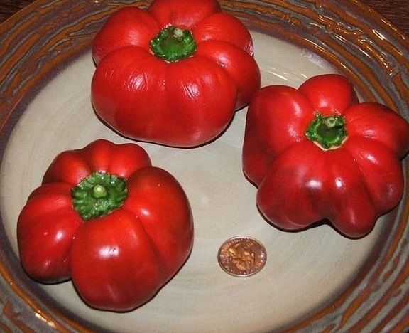 Sweet Pepper Red Ruffled Pimiento