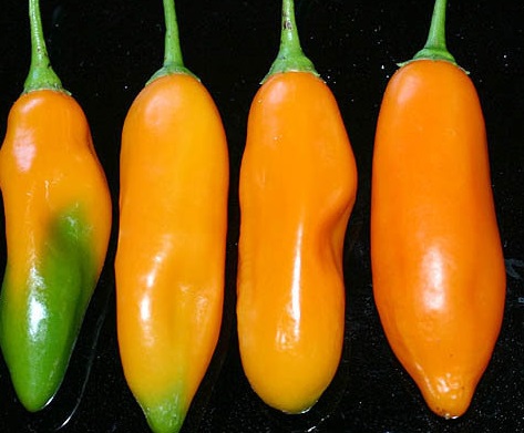 Hot Pepper, Yellow Peruvian Chile Aji Yellow