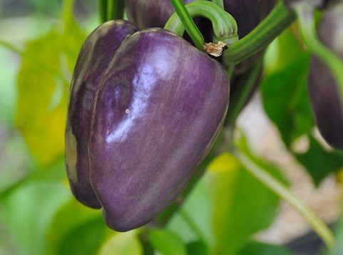 Bell Pepper Tequila