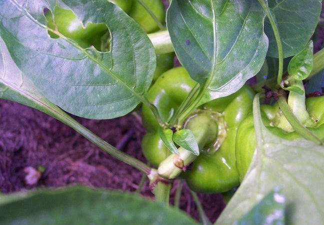Bell Pepper Socrates