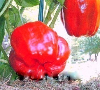 Sweet Pepper Quadrato DAsti Rosso