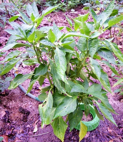 Bell Pepper Canary