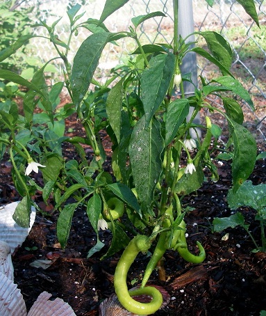 Sweet Pepper Corbaci