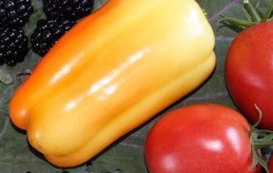 Sweet Pepper Roumanian Rainbow
