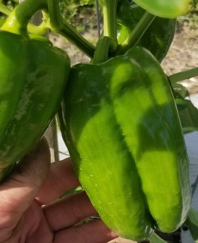 Bell Pepper Yellow Monster