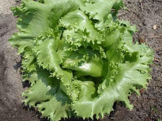 Lettuce, Crisphead Lettuce Ithaca