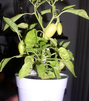 Hot Pepper Jaloro