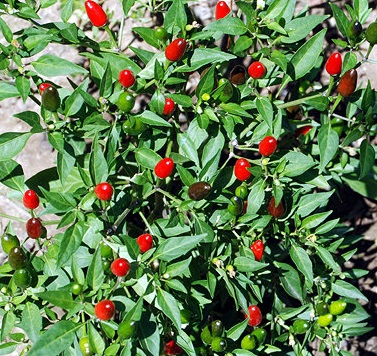 Hot Pepper Thai