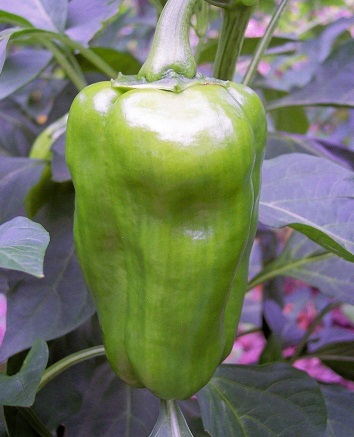 Bell Pepper La Rouge Royale